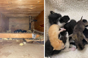 「寶寶要生了好緊張！」貓媽媽心急直衝「天花板」誕下四隻健康小貓咪飼主「破牆」救援