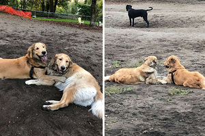 狗狗在公園巧遇「同胎哥哥」秒認出飛奔玩耍：好久不見，你也長大了！