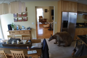 「哎媽！嚇死熊了！」一隻棕熊闖進屋子裡覓食，結果被家裡狗狗給「攆出去」