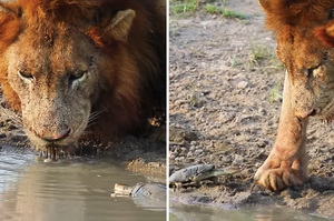 「這隻是忍者龜的師父嗎？」一隻烏龜看獅子來河邊喝水，衝向前驅趕獅子！