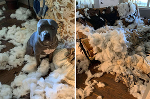 「馬麻你不在家的時候，沙發對我動手動腳！」狗狗失控拆沙發「棉花滿天飛」媽回家嚇傻：以為遭小偷！