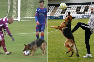 「讓你們見識我的黃金右腳！」狗狗無法抗拒「足球的誘惑」亂入中斷比賽開心跑跳：你們不跟我一起玩嗎～