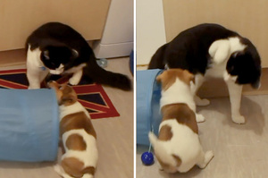 「沒想到你們的品味還不錯嘛！」貓咪對小狗狗充滿敵意發現有「相同興趣」後秒變朋友