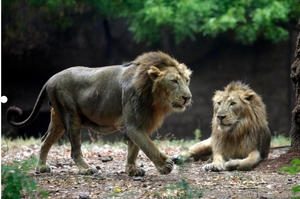 「萬獸之王染疫！」印度新冠肺炎疫情日趨嚴峻，動物園8隻獅子也難以倖免