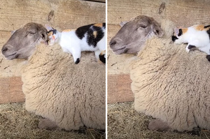 「天然的羊毛好舒服～」萌貓站綿羊背上「埋頭狂蹭」踏踏按摩超享受