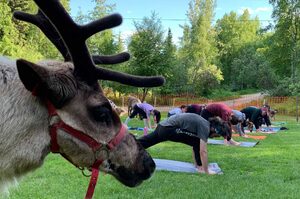 「偶不是應該去拉雪橇嗎？」牧場推出「馴鹿瑜伽課」陪遊客一起放鬆超療癒