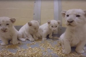 白獅寶寶來報到！多倫多動物園這4隻超罕見的白獅寶寶，超呆萌的模樣讓人都要融化啦♥