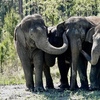 「你值得真正的快樂」馬戲團大象終獲自由，踏入保護區感受青青草地