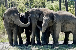 「你值得真正的快樂」馬戲團大象終獲自由，踏入保護區感受青青草地