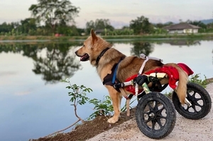 一狗一輪椅，暖心「救狗之人」協助泰國殘疾浪浪再度快樂奔跑