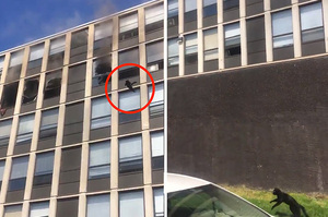 「本貓有練過不要學！」黑貓受困失火公寓爬窗從五樓跳下「完美落地」毫髮無傷