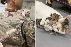 美國軍官海外派駐偶遇懷孕貓咪「細心照顧」助寶寶健康長大決定全數收編