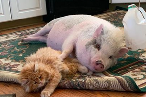 可愛貓咪和貪玩豬成好朋友整天「形影不離」相擁入睡超溫馨
