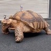 真人版「龜仙人」：日本阿公街上「遛龜」，70公斤巨型非洲陸龜引人注目