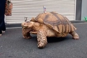真人版「龜仙人」：日本阿公街上「遛龜」，70公斤巨型非洲陸龜引人注目