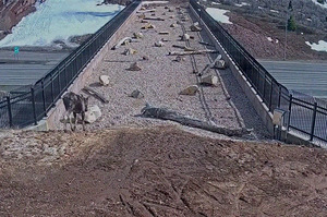 暖心建設「動物專用天橋」，野生動物也能安全橫跨高速公路