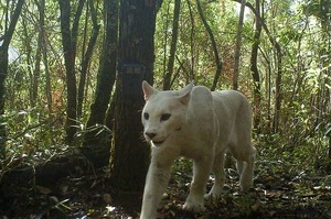 「世界上唯一純白色大貓」現身巴西叢林，超夢幻美洲獅的獨家畫面驚艷全球