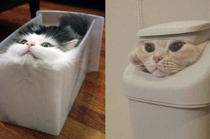 「貓咪絕對是液體！」網友提供17個有力的證據：喵星人的形狀，取決於容器的形狀