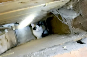 「貓版127小時」 住戶搬遷至新家，驚覺發現受困牆裡三個星期的貓咪！