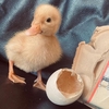 超狂「孵蛋企劃」！英國女子用超市的盒裝蛋實測，竟成功孵出軟萌小鴨當寵物