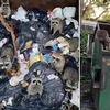 「謝謝叔叔的救命之恩！」10隻浣熊寶寶被困在垃圾箱裡，善良卡車司機出手相救
