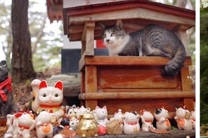 「還不趕緊跪拜貓神大人？」日本浪貓亂入神社躲雨，霸氣十足的模樣根本就是貓神顯靈