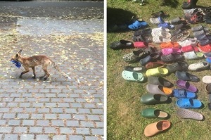 「戀鞋癖的狐狸」柏林居民抱怨鞋子不見，驚訝發現竊賊是一隻愛收集鞋子的狐狸