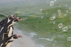 追泡泡囉！興奮的企鵝沈浸在夢幻的泡泡雨中，呆萌表情很療愈