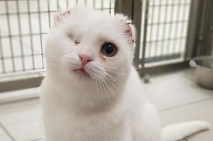 「貓咪是會被曬傷的，一些貓咪甚至會因此罹患皮膚癌」！流浪白貓嚴重曬傷，被迫切除右眼和耳朵