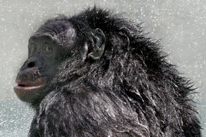 「地表最強的倭黑猩猩」最愛生火做飯，還認得3000個英文單詞，並能與人溝通