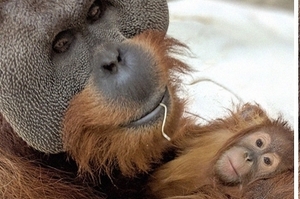 「媽媽不在，還有爸爸」雄性猩猩父代母職，悉心照顧年幼寶寶，堪稱猩猩界奇蹟