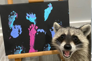 「偶是藝術家！」 因畫畫而爆紅的浣熊，吸引20萬網友追踪這位超可愛的現代畢卡索！ 