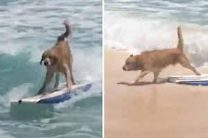黃金獵犬海浪裡「大展身手」超強平衡感各種衝浪姿勢輕而易舉：人家有練過！