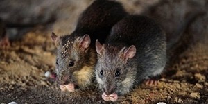 消滅老鼠大作戰！澳洲千萬隻老鼠肆虐，州政府計劃投放「5000公升最強毒藥」趕盡殺絕