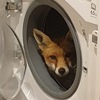「嗨，這是你家？」英國女子回家發現小狐狸趴在洗衣機裡，私闖民宅還一臉無辜