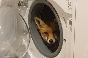 「嗨，這是你家？」英國女子回家發現小狐狸趴在洗衣機裡，私闖民宅還一臉無辜