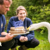 我的老天鵝！英國最年長的白天鵝，在城堡裡優雅慶祝30歲生日