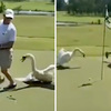 高爾夫球打到一半遭攻擊！天鵝「張嘴狂咬」猛拍翅膀窮追不捨氣噗噗：這是偶的地盤！