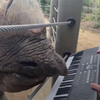 可愛犀牛用嘴唇「彈鋼琴」慶祝生日開心敲鍵盤大秀才藝：為大家演奏我的自創歌曲～