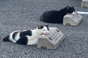 「報告！有貓用貓體占車位！」停車位已滿，每一個停車位都停了一隻貓咪...