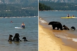 「炎炎夏日消暑去」淡定黑熊媽帶2隻熊孩子湖邊戲水，遊客驚呼「可愛又可怕」