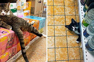 當被迫營業的貓咪們都成為了「雜貨店店長」....於是這些畫面就在網路上走紅了！