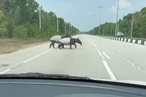 馬來西亞封城，高速公路上出現野生馬來貘