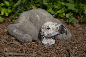 瀕危禿鷹在人類的努力下喜得寶寶， 正式升格父母！