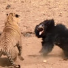 孟加拉虎偷襲小懶熊，母愛爆發的熊媽媽：「你敢碰我孩子，我就和你拼命！」