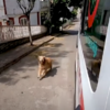 【既然不能上車，偶就用追的！】 忠犬緊跟救護車， 一路狂奔到醫院探望生病的馬麻