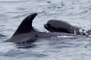 海豚媽媽母愛大爆發！收養領航鯨寶寶「當自己小孩養」開心游泳嬉戲 研究員嘖嘖稱奇