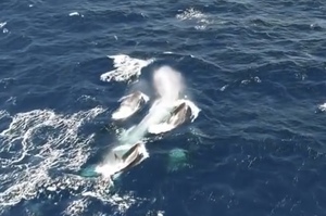 「驚心動魄的罕見獵殺」年幼藍鯨誤闖70隻殺人鯨的地盤，惹來殺身之禍！