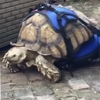 「龜生中的第一步」重達32公斤的殘疾烏龜喜獲專屬輪椅：原來走路是這種感覺啊～