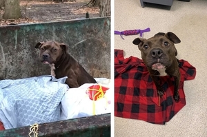 「我不是垃圾…為什麼要這麼對我…」傷痕累累的比特犬被丟進垃圾桶，網痛批：沒人性！